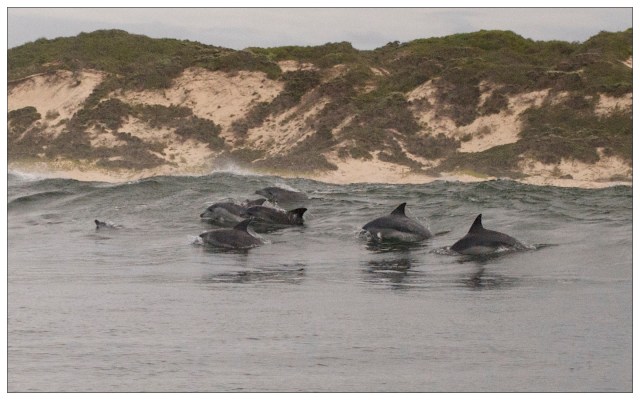 south africa 3 2008 1